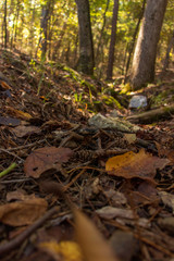 Forest Floor