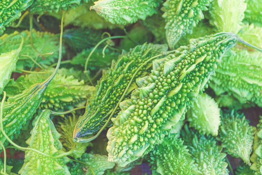 Momordica charantia called indian bitter melon, bitter gourd or bitter squash. Rough skin covered in spikes and knobs. Contains fiber, antioxidants, vitamins A and C, magnesium, potassium, iron, zinc