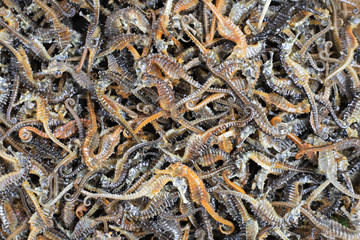 Background Dried Seahorses For Sale