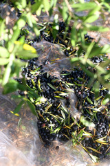 Collecting picked olives on the floor. Traditional olive handpicking in Dalmatia, Croatia. Selective focus.