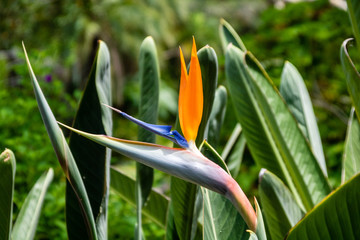 Bird of Paradise