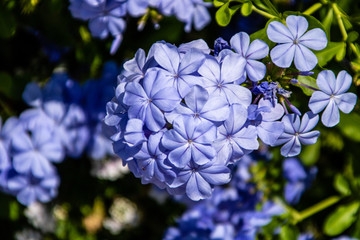 Blue plumbago