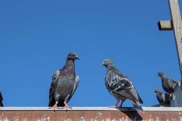 Pigeon close-up. It was filmed on the roof bars.