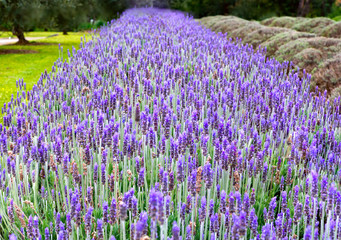 Fototapeta premium Lavender growing in a row