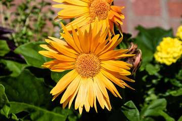 Daisy