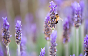 Honey bee sitting on lavender blur background