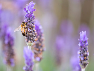 Honey bee sitting on lavender closeup