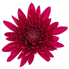 Dark red chrysanthemum flower, isolated on white background