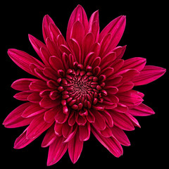 Dark red chrysanthemum flower, isolated on black background