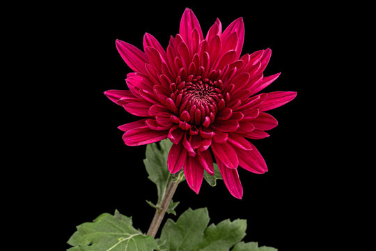 Dark red chrysanthemum flower, isolated on black background