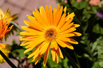 Daisy