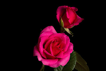 Two Pink Rose Flowers isolated on Black Background