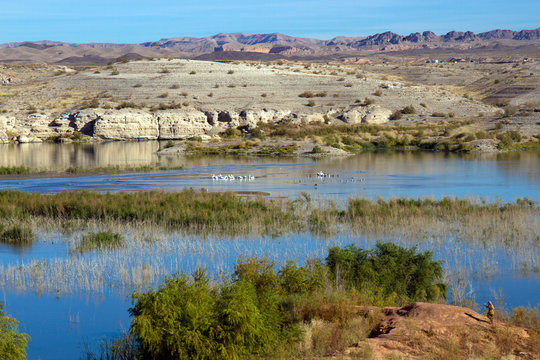 A fisherman and a flock of white pelicans at at marsh in Lake Mead National Recreation Area
