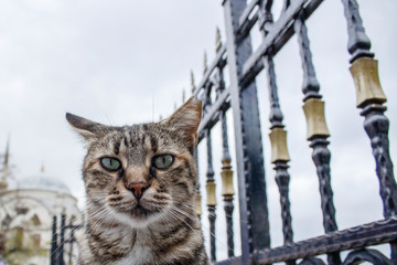 Obraz premium Curious cat looking at camera. Taken from the front in gray. There's an iron fence on the side.