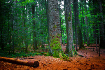trees with moss in midnight