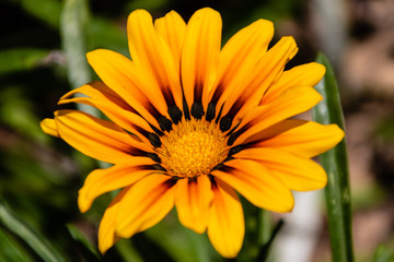 Daisy