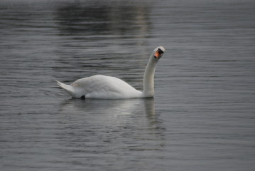 Swan on lake on funny pose