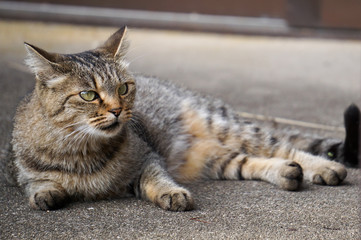 アスファルトの上に寝転び何かを見つめる猫