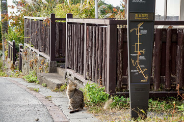 Obraz premium 路地に佇み、振り返って看板を眺める三毛猫