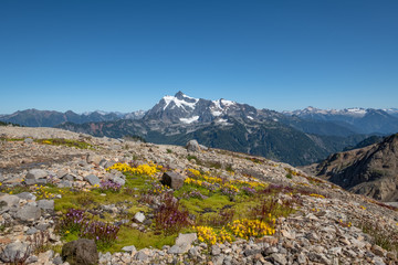 Colorful wildflowers with Mount Shuksan on horizon under blue sky