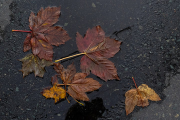 Multiple dead red and golden color maple leaves laying in a puddle of water on wet pavement.  The...