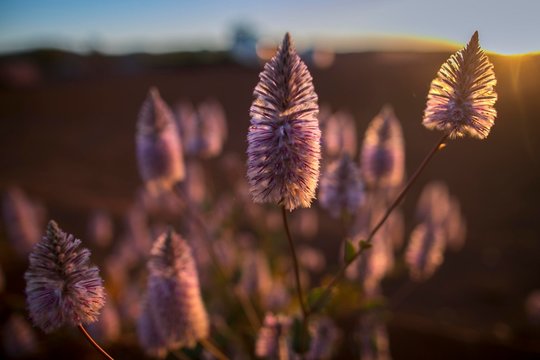 Beautiful Mulla Mulla Wildflowers In Flowering Season Blooming Season At Early Morning Sunrise In The Pilbara Region Perth Western Of Australia