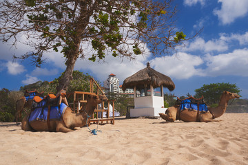 Camel at the sand beach for tourist ride