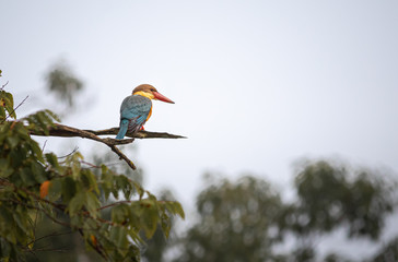Kingfisher bird perched on a tree in the middle of forest