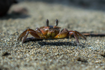 Little crab