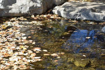 Leaves in a Stream