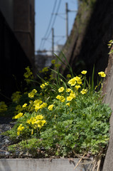 路傍の花