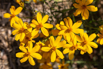 A view of a golden Asteraceae species in the wild.