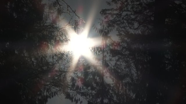 Sunrise Between Two Trees Timelapse