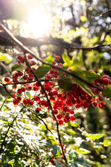 Fototapeta premium Bunch of Berries