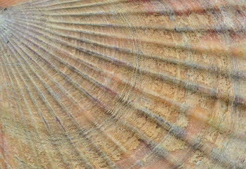 Surface of shell of scallop 2