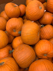 Abstract Several Pumpkin Patch Background