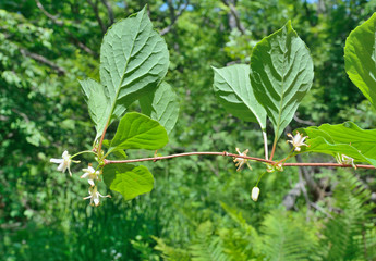 Blooming Far-Eastern plant (Schisandra chinensis) 6