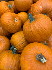 Abstract Several Pumpkin Patch Background