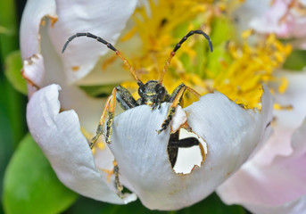 Caprocorn beetle (Brachyta bifasciata) 2