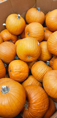 Abstract Several Pumpkin Patch Background