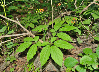 Ginseng (Panax ginseng) 30