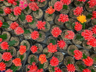 Abstract Overhead of Various Colorful Succulent Plants At Nursery