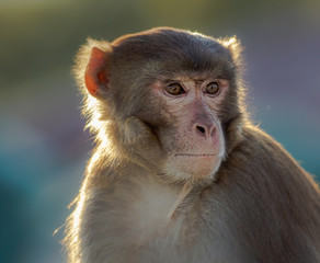 Indian Macaque monkey posing with backlit and great facial detail