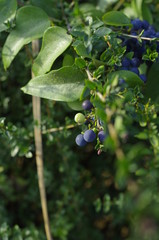 berries of bilberry on a branch