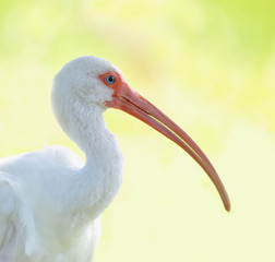 White Ibis isolated in a light green background.