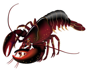 生きた　ロブスター　赤タイプ　白背景