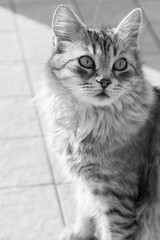 Obraz premium Adorable cat with long hair in relax, siberian purebred animal