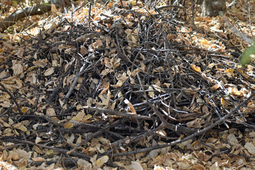 Wood Rat Habitat