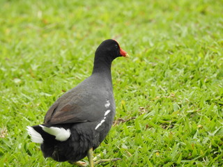 Obraz premium frango dagua