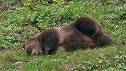 Brown bear lying around in boredom